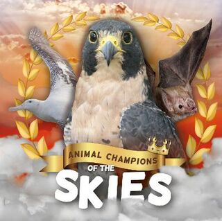 Animal Champions of the: Skies
