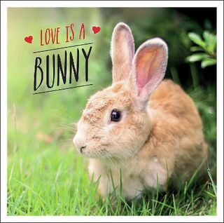Love is a Bunny