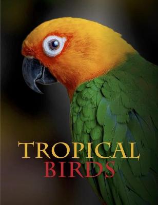 Animals: Tropical Birds