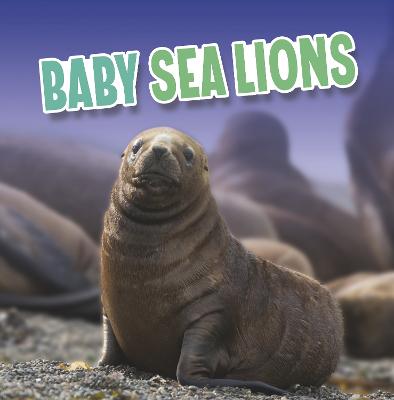 Baby Animals: Baby Sea Lions