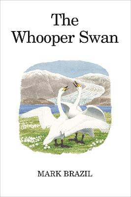The Whooper Swan