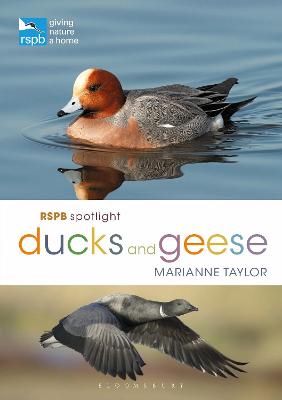 RSPB #: RSPB Spotlight Ducks and Geese