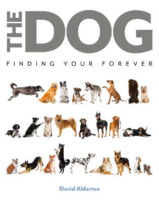 Dog, The: Finding Your Forever