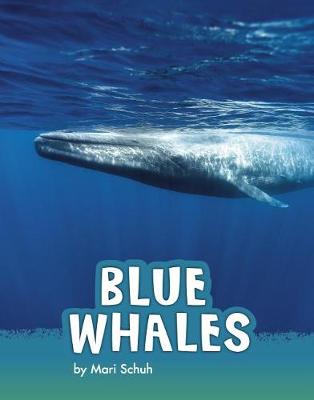 Animals: Blue Whales