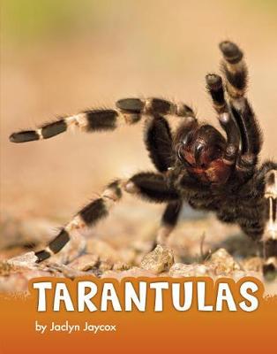Animals: Tarantulas