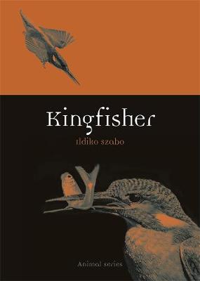 Animal: Kingfisher