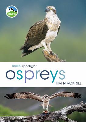 Rspb Spotlight Osprey