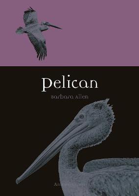 Animal: Pelican